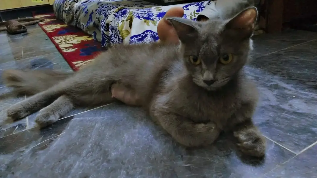 PERSIANS local breeds   local+persians — photo 2