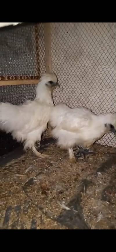 White Silkie