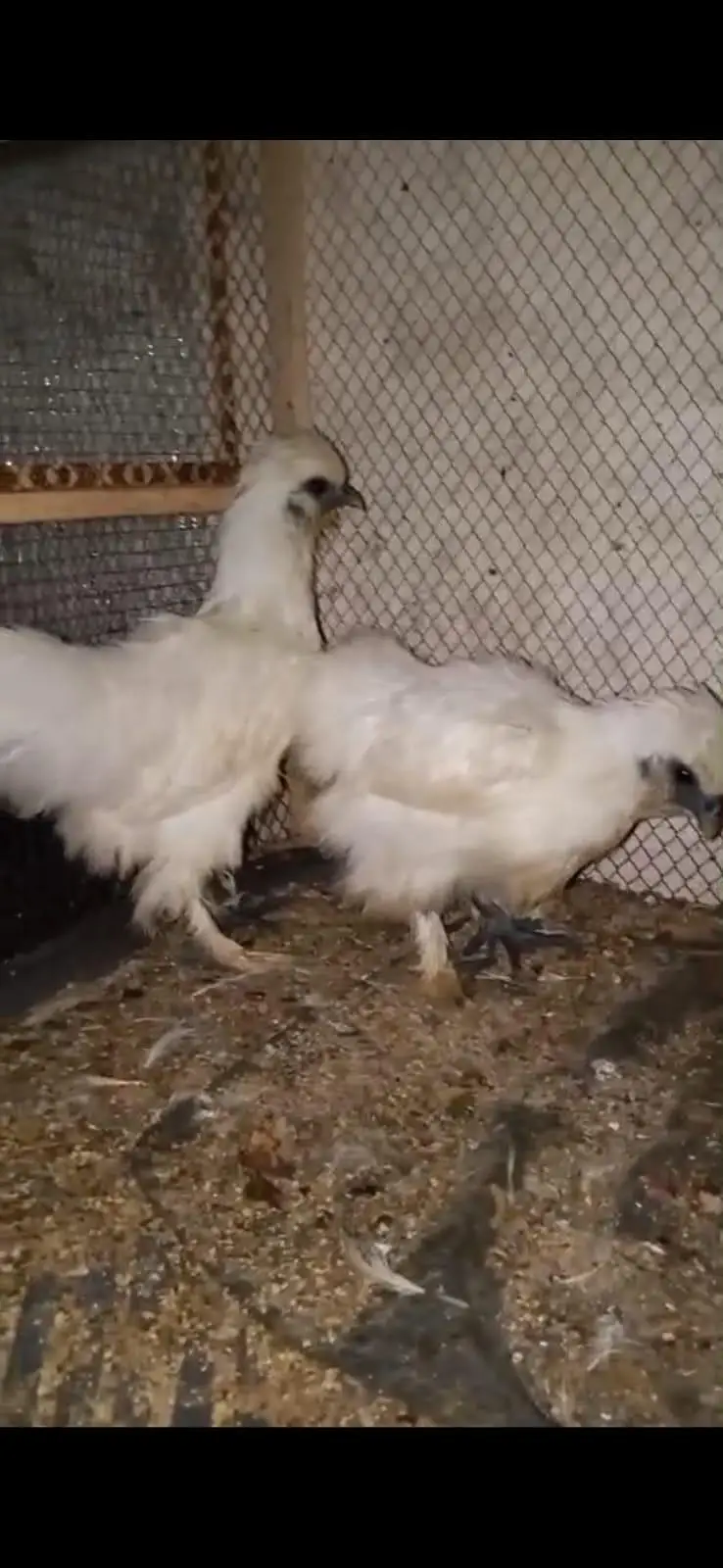 White Silkie — photo 2