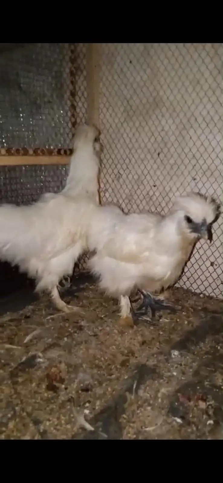 White Silkie — photo 3