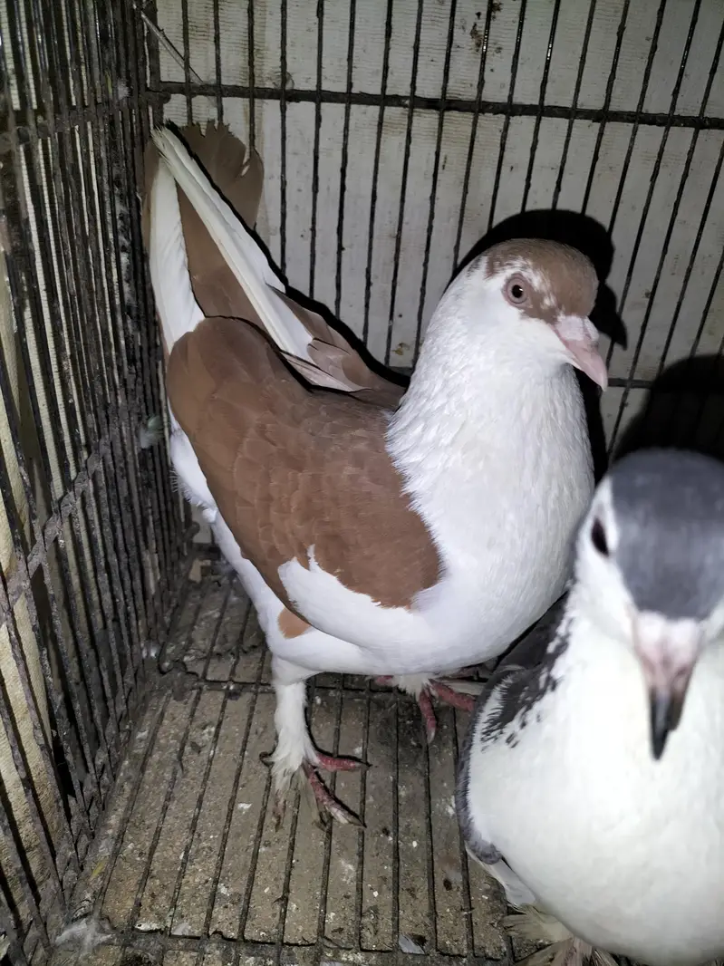 Sherazi Pigeon Breeder Pair