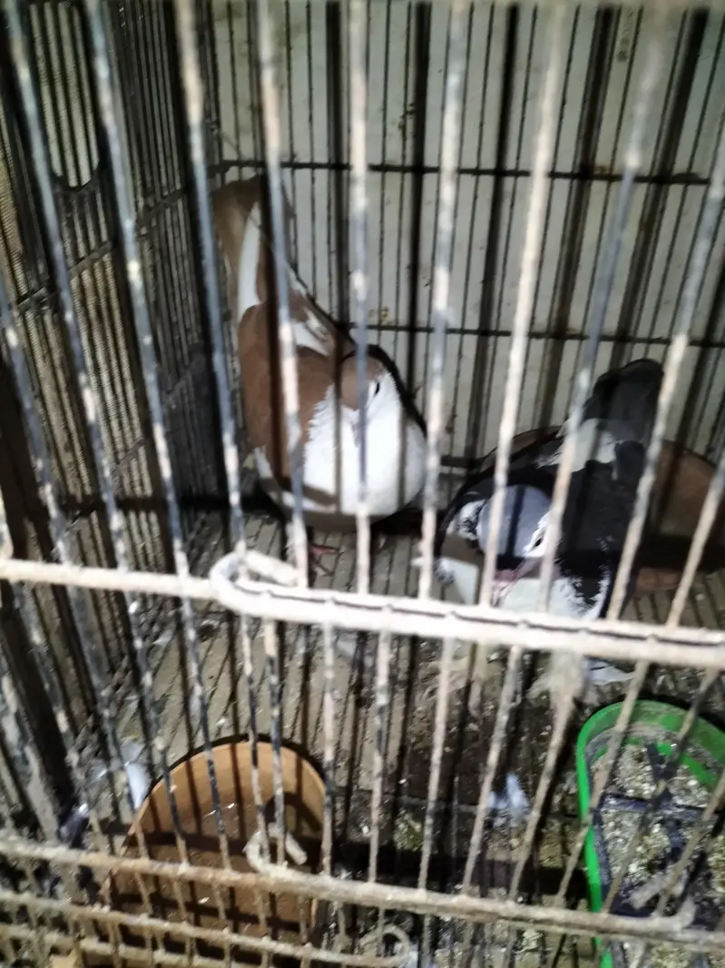Sherazi Pigeon Breeder Pair — photo 5