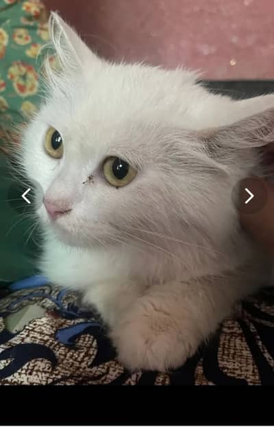 Here you go — 4 lines about a Persian cat   *Fluffy royalty with a