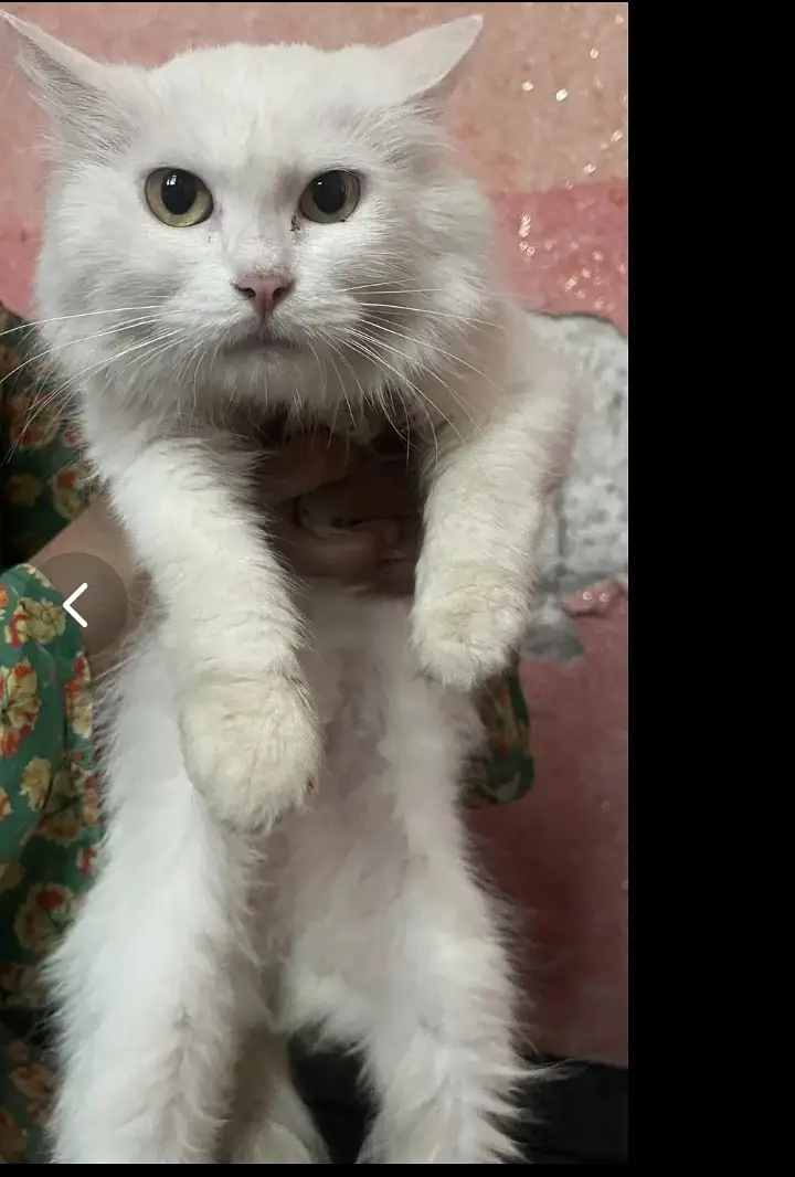 Here you go — 4 lines about a Persian cat   *Fluffy royalty with a — photo 2