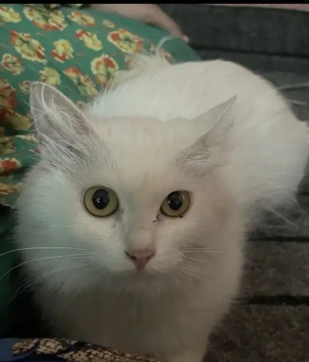 Here you go — 4 lines about a Persian cat   *Fluffy royalty with a — photo 3