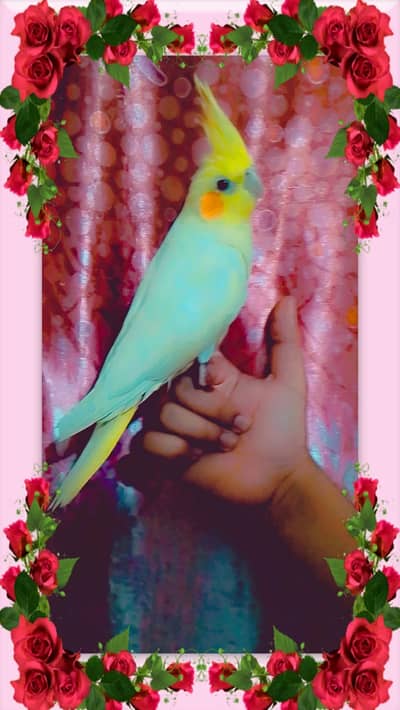 Active and beautiful cockatiel bird for sale