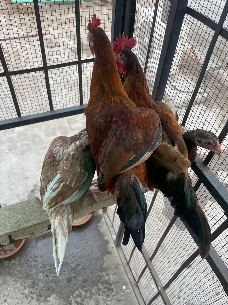Desi murgi — photo 2