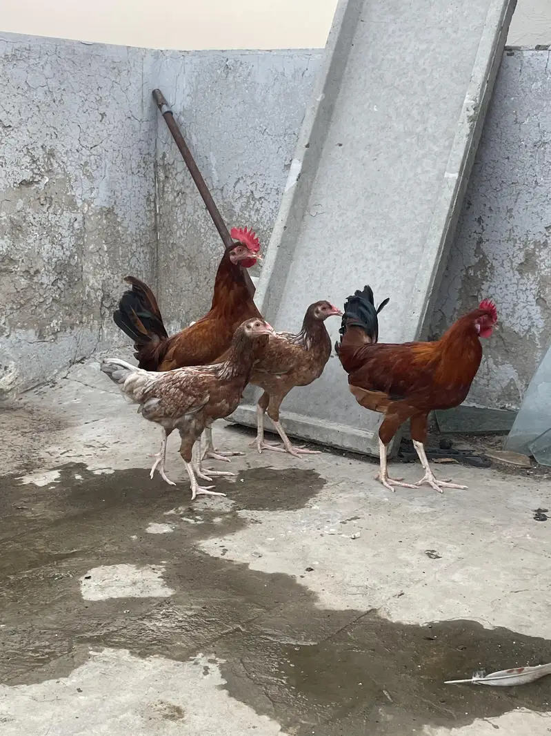 Desi murgi — photo 3