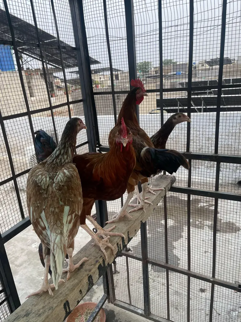 Desi murgi — photo 4