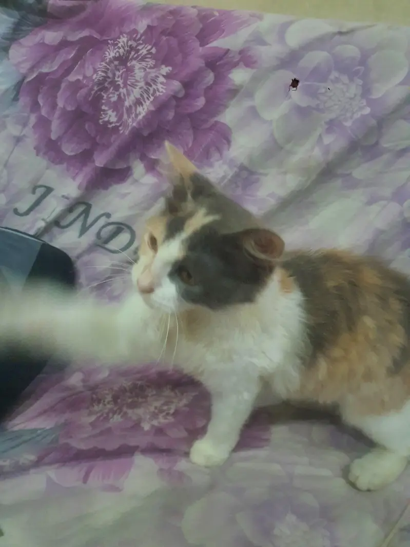 MY SUPER RARE CAT FOR SALE — photo 2