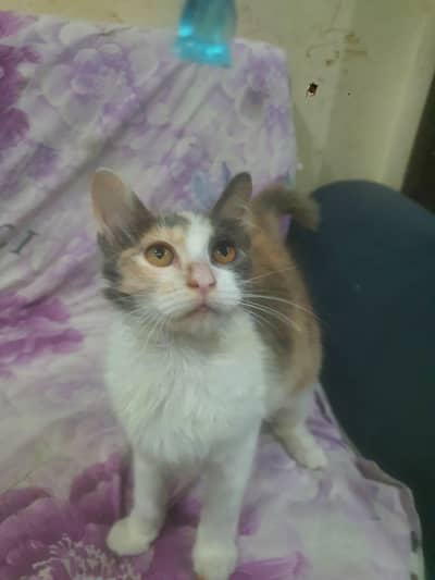 MY SUPER RARE CAT FOR SALE