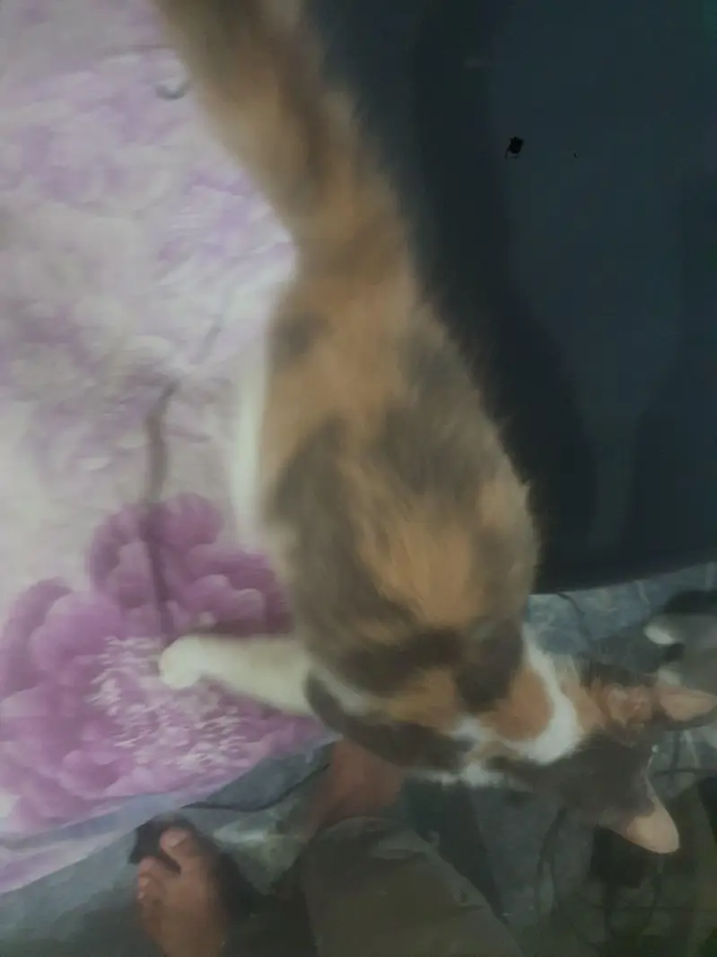 MY SUPER RARE CAT FOR SALE — photo 3