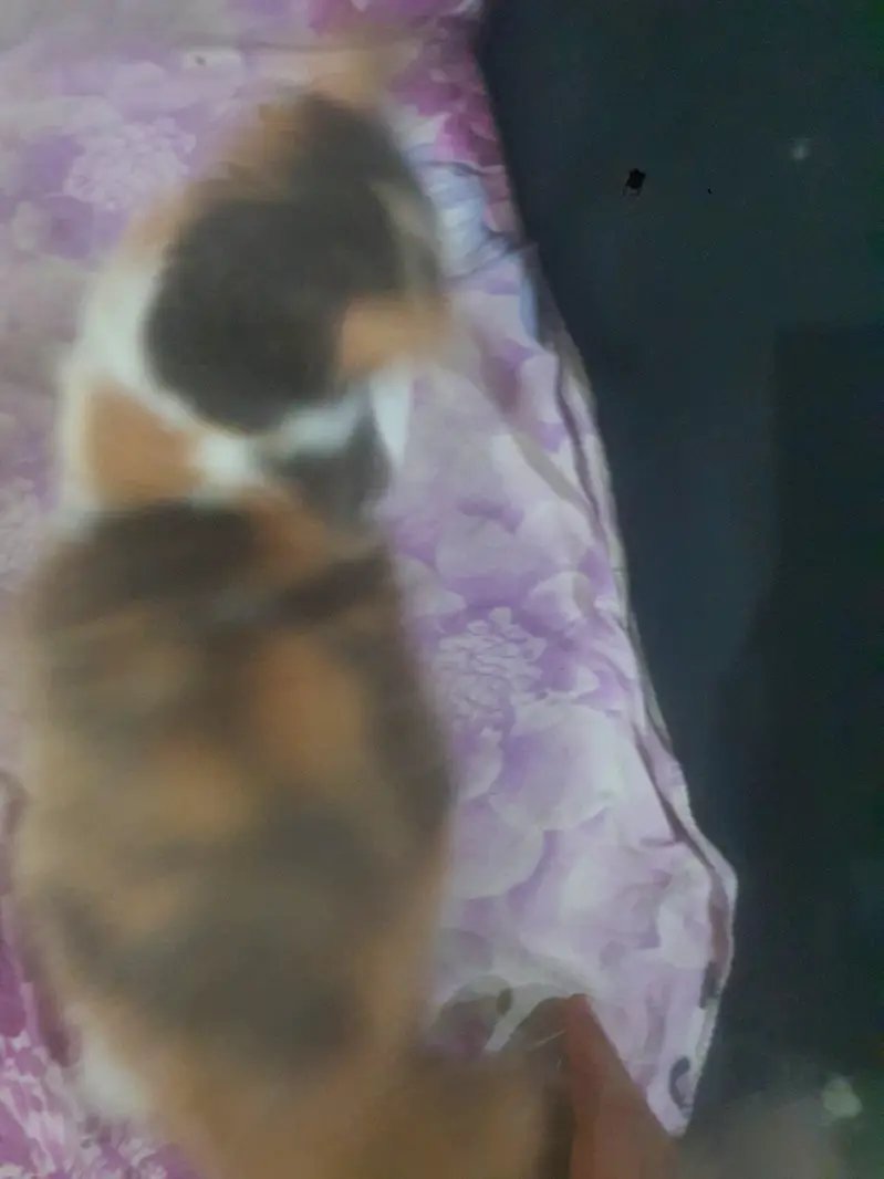 MY SUPER RARE CAT FOR SALE — photo 5