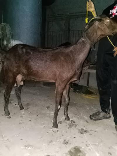 goat for sale female 2 soia 1 month ki cross ha