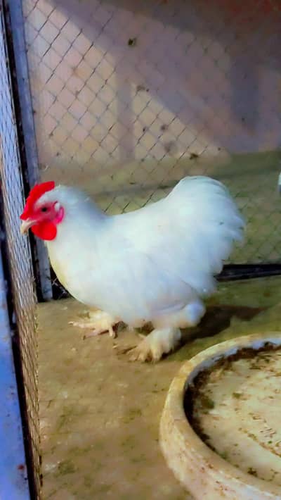 bantum,bentum,fancy male,murgaa
