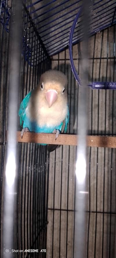 love bird