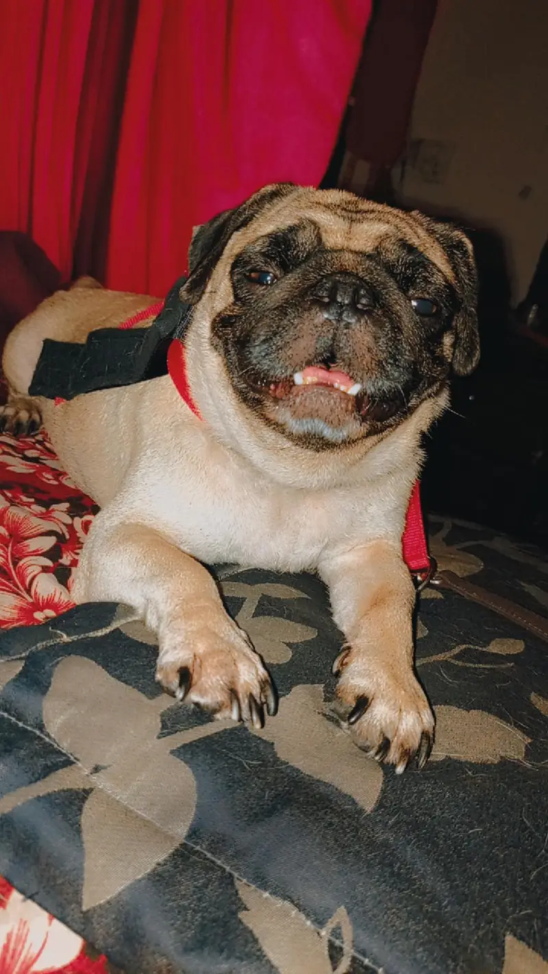 female for sale — photo 2