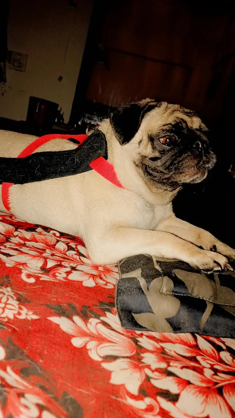 female for sale — photo 3