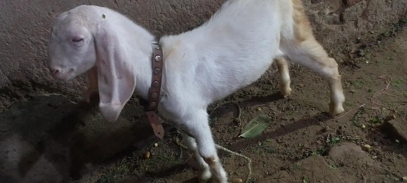 Rajanpuri Gulabi for next Qurbani — photo 2