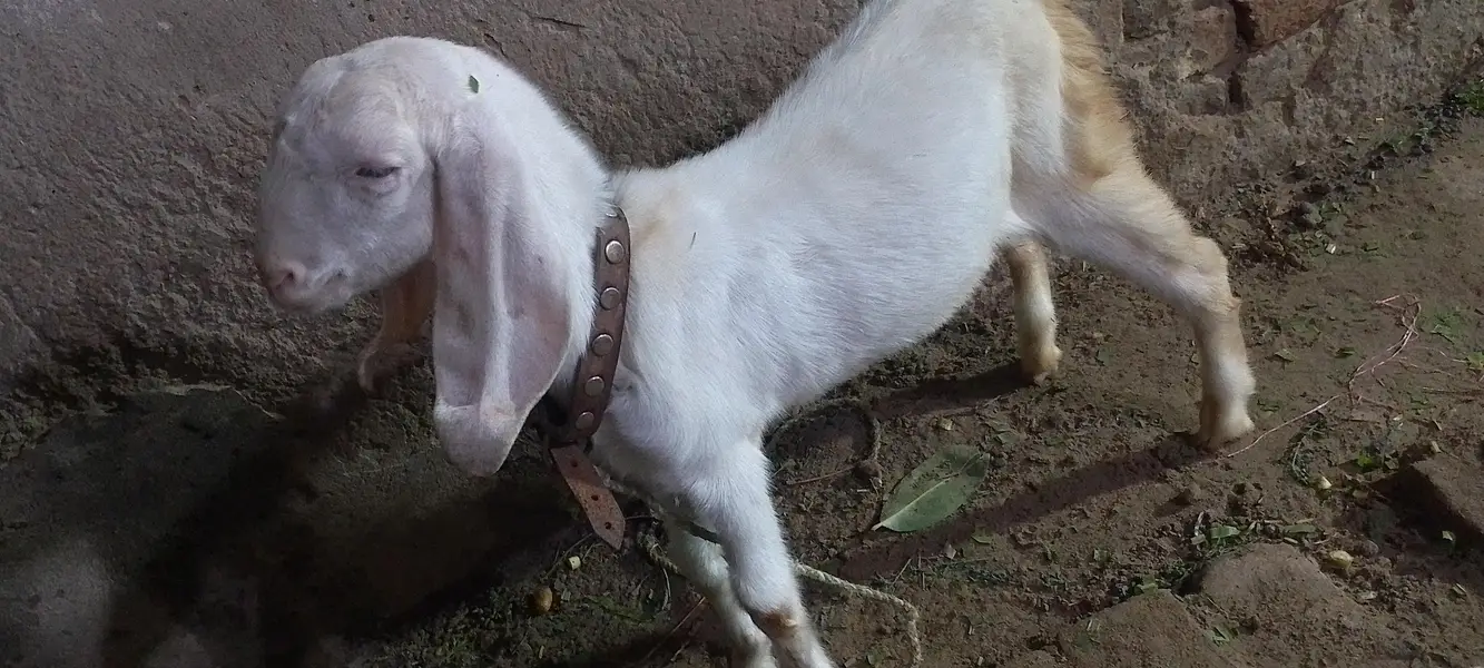 Rajanpuri Gulabi for next Qurbani — photo 3