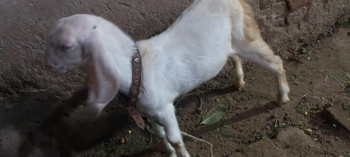 Rajanpuri Gulabi for next Qurbani — photo 4