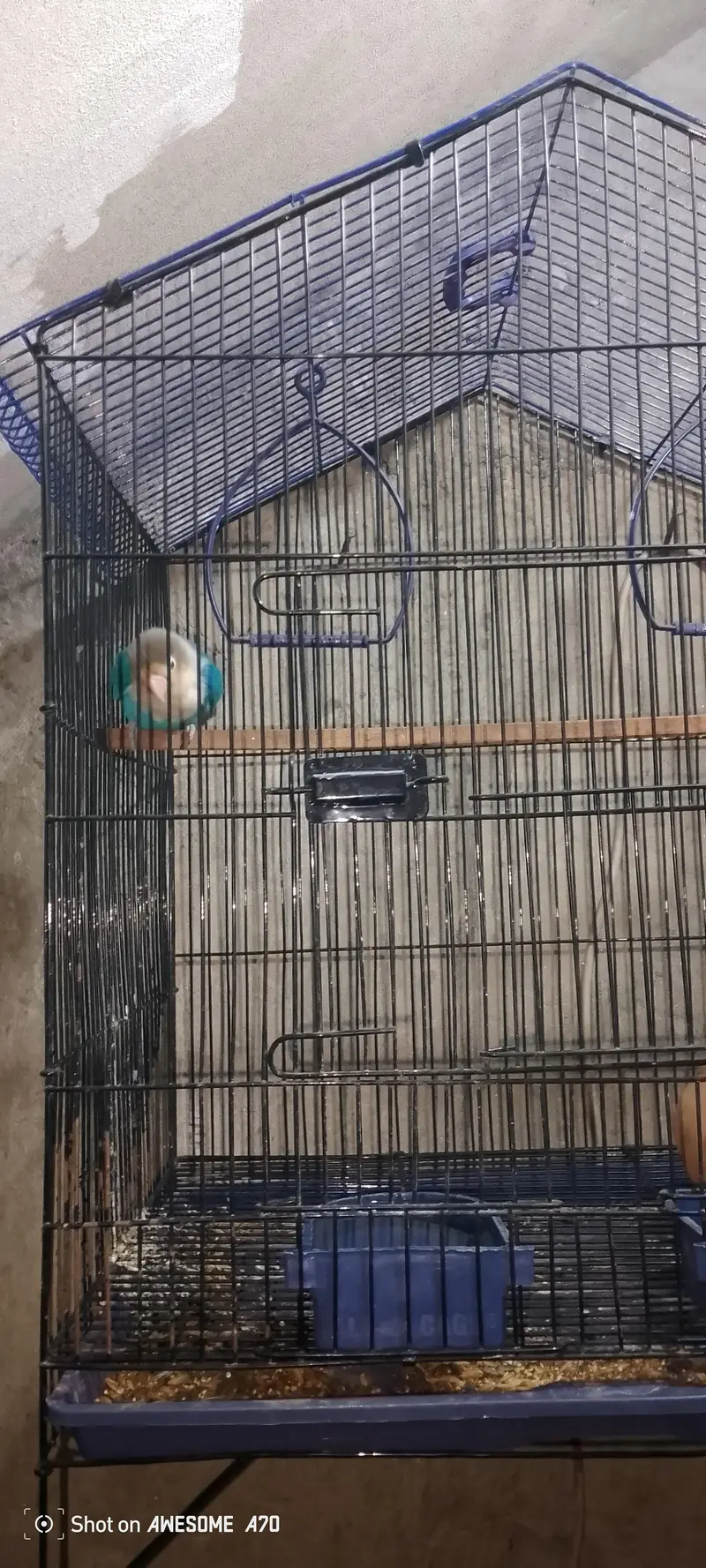 love bird — photo 2