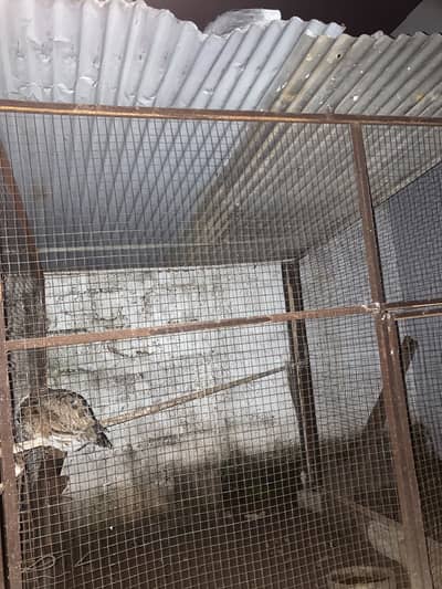 Cage and hens for sale