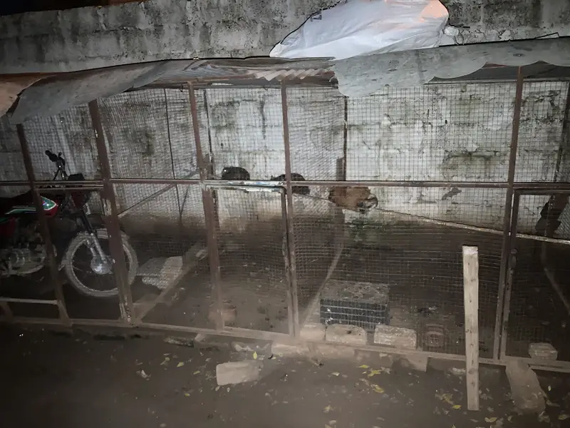 Cage and hens for sale — photo 2