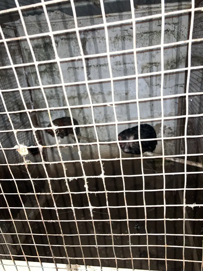 Cage and hens for sale — photo 3