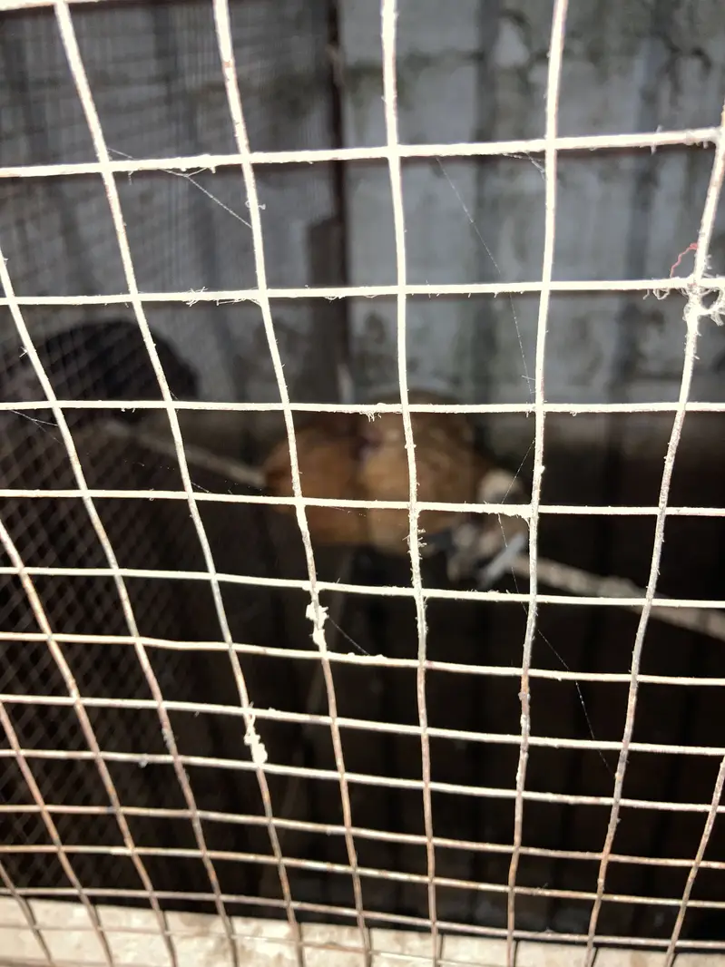 Cage and hens for sale — photo 5