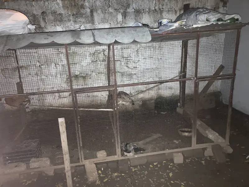 Cage and hens for sale — photo 6