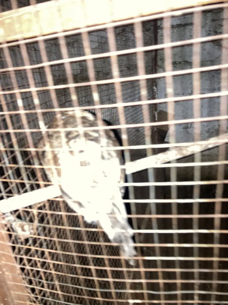 Cage and hens for sale — photo 7