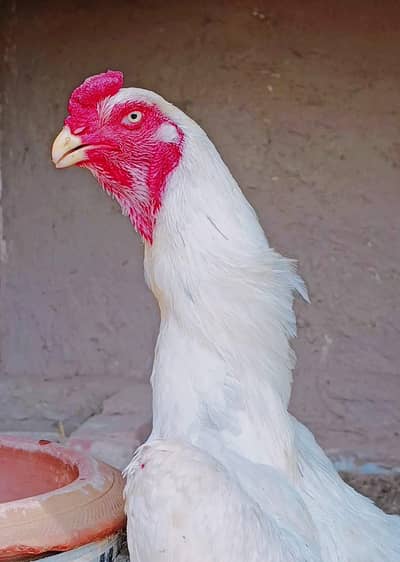 Pure White German Shamo Chicks