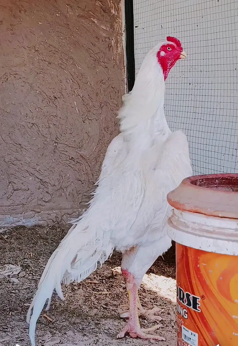 Pure White German Shamo Chicks — photo 2