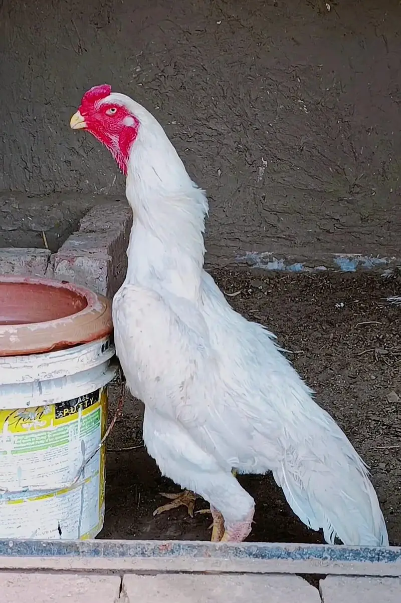 Pure White German Shamo Chicks — photo 3