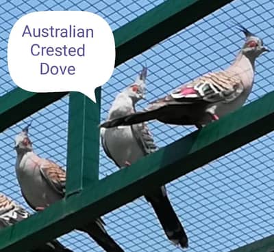 Australian crested dove breeder  fr sale.