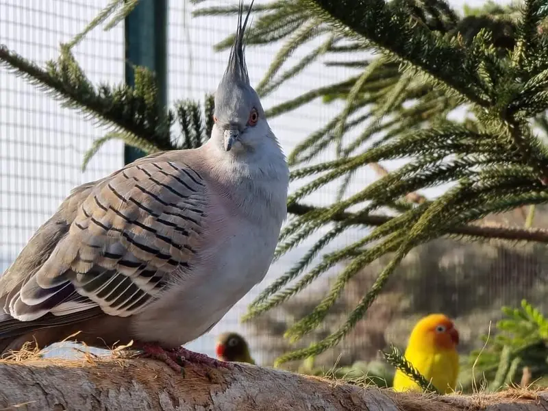 Australian crested dove breeder  fr sale. — photo 2