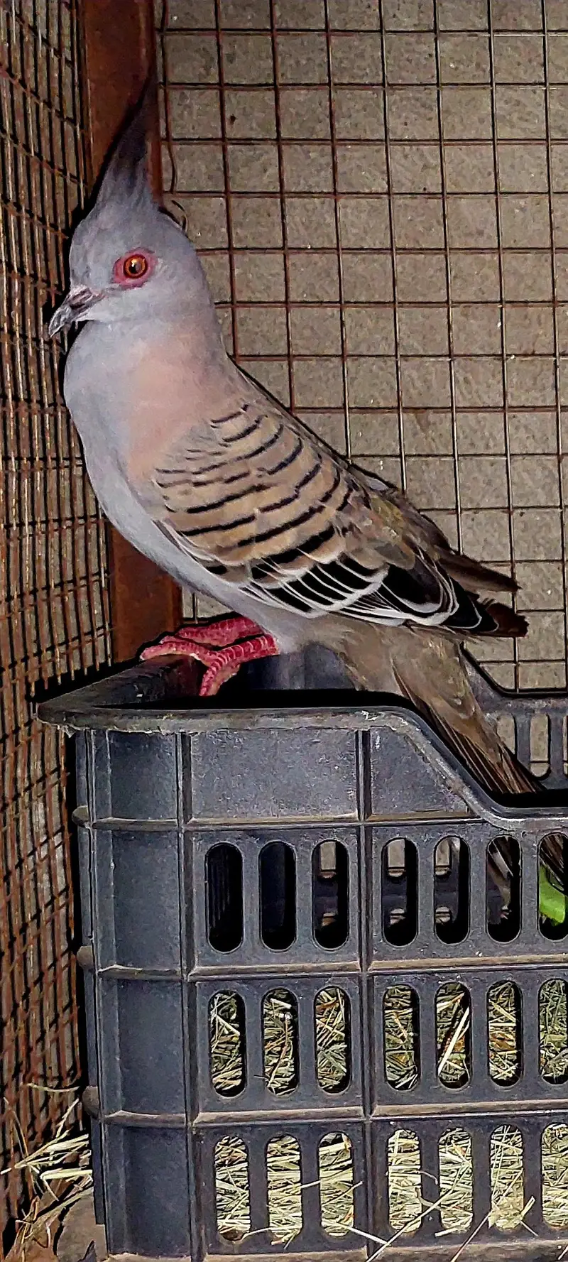 Australian crested dove breeder  fr sale. — photo 3