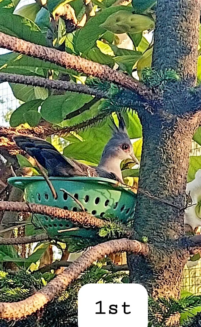 Australian crested dove breeder  fr sale. — photo 4