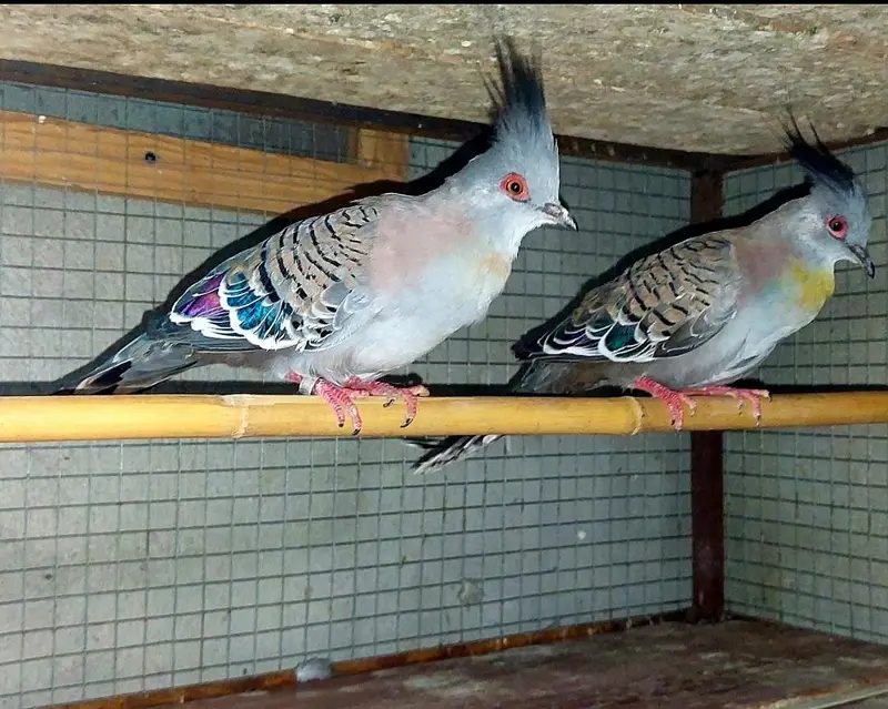 Australian crested dove breeder  fr sale. — photo 5