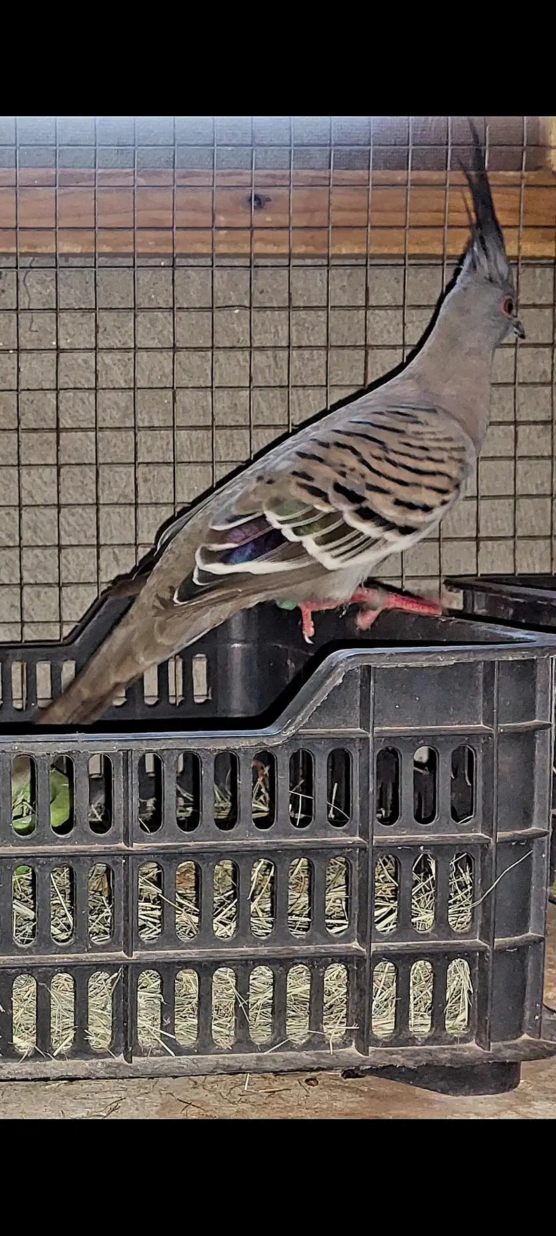 Australian crested dove breeder  fr sale. — photo 6