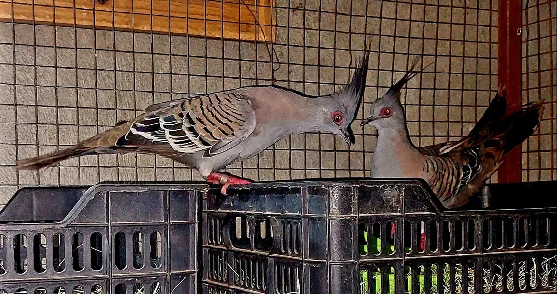 Australian crested dove breeder  fr sale. — photo 7