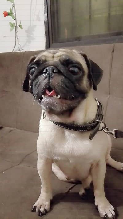 breeder pug female