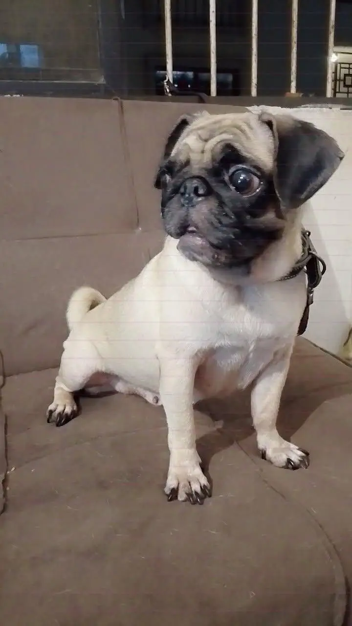 breeder pug female — photo 2