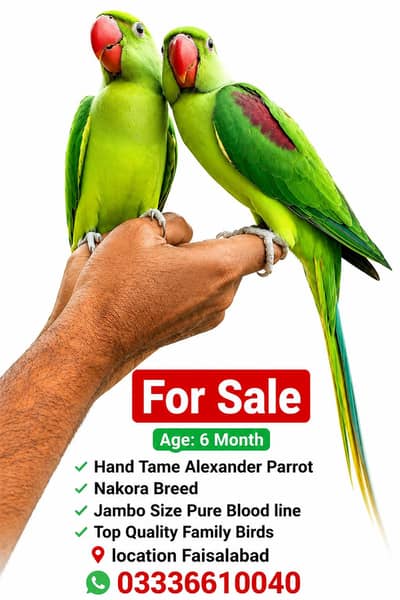 Hand Tame Parrot