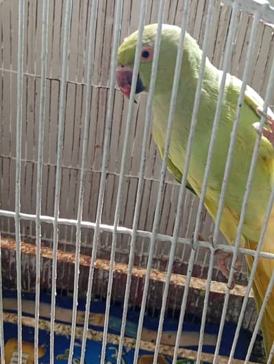 Talking Green Parrot for Sale
