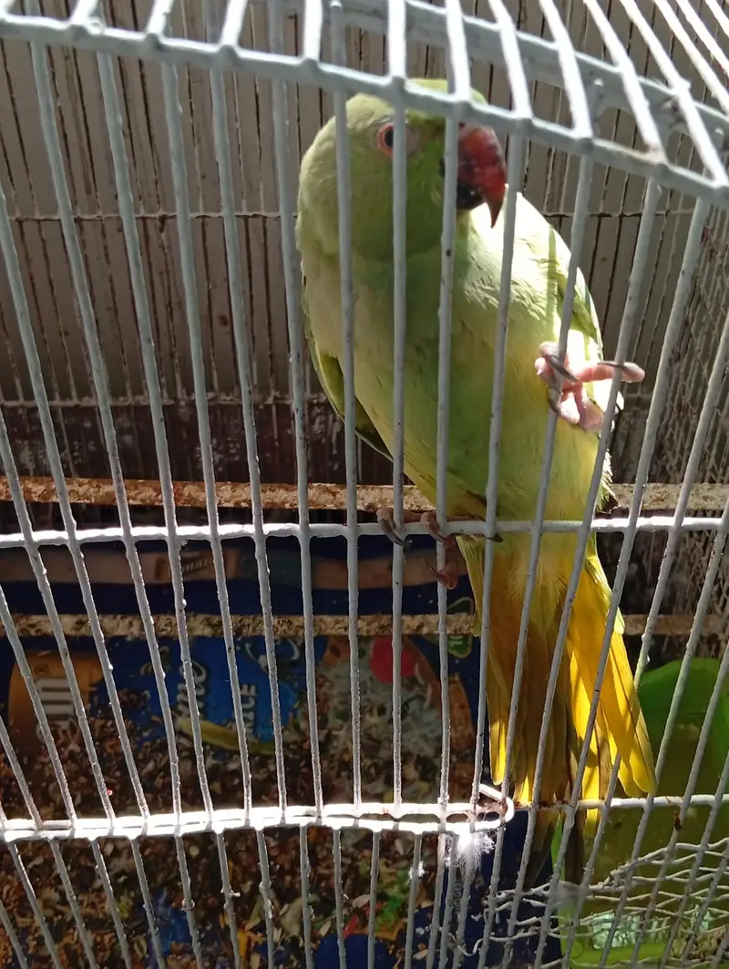 Talking Green Parrot for Sale — photo 2
