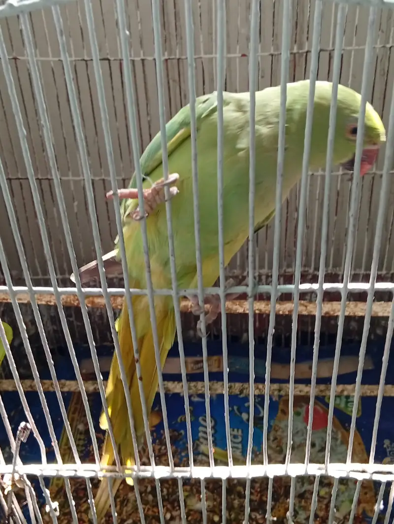 Talking Green Parrot for Sale — photo 3