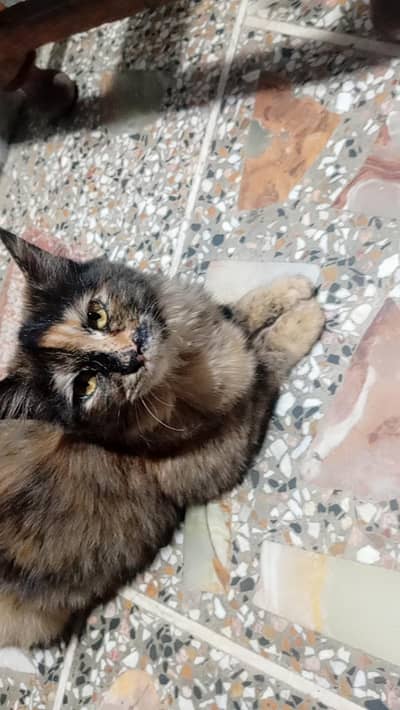 mix black colour Persian cat for sale