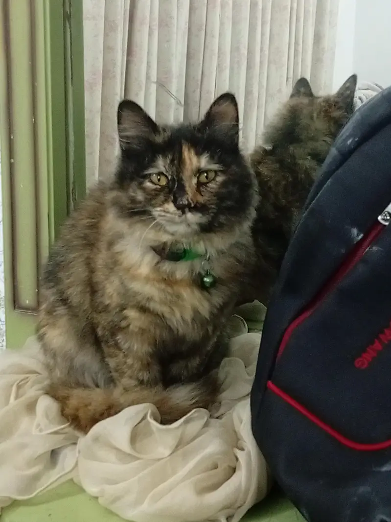 mix black colour Persian cat for sale — photo 2